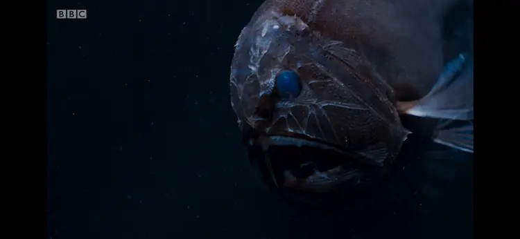 Common fangtooth (Anoplogaster cornuta) as shown in Blue Planet II - The Deep